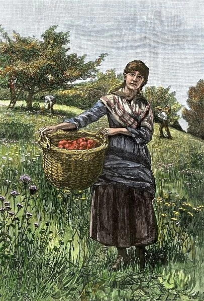Apple pickers. Young woman carrying a basket of apples from an orchard.