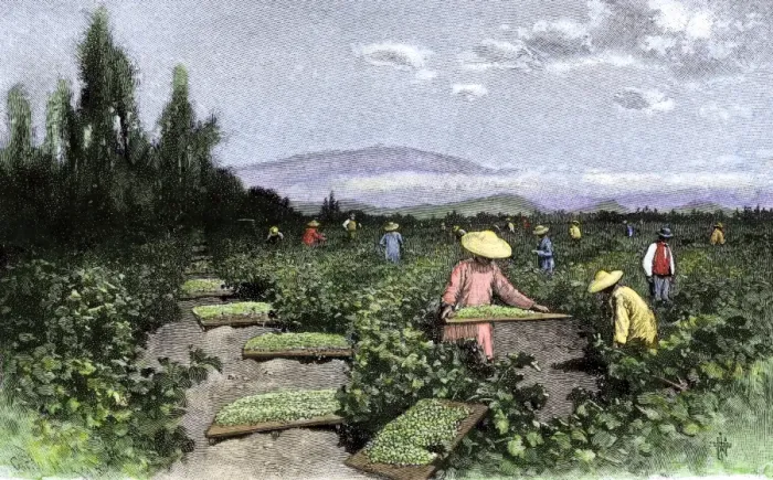 Framed Print : Asian workers curing raisins in the vineyards of California Framed Print : Asian workers curing raisins in the vineyards of California