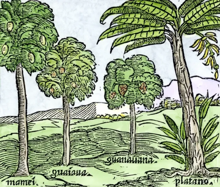 Framed Print : Bananas and other fruit trees of Hispaniola Framed Print : Bananas and other fruit trees of Hispaniola
