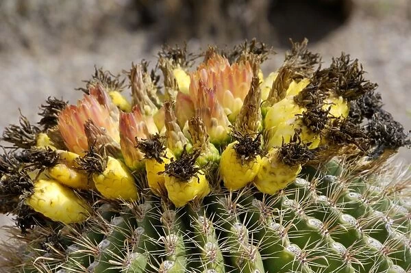 Barrel cactus flowers and fruit