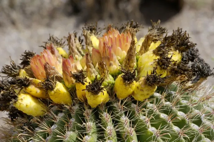 Framed Print : Barrel cactus flowers and fruit