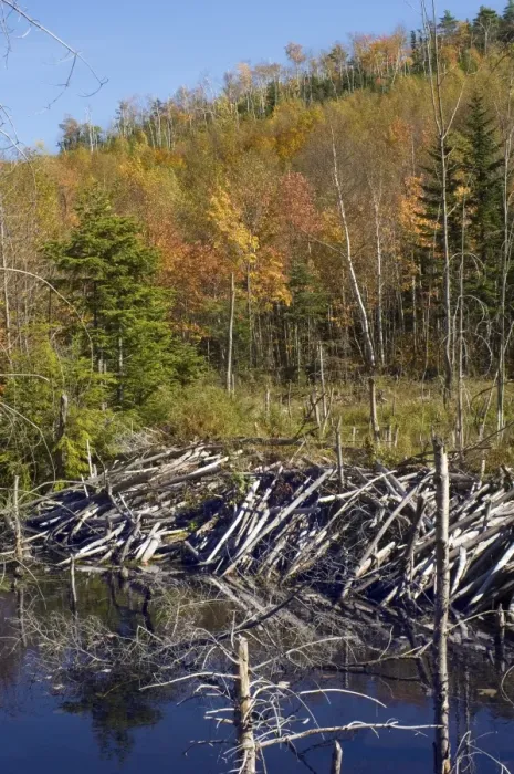 Framed Print : Beaver dam in Maine Framed Print : Beaver dam in Maine