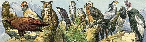 Birds of prey. Raptors - eagle, owls, a condor (right) and other birds of prey.