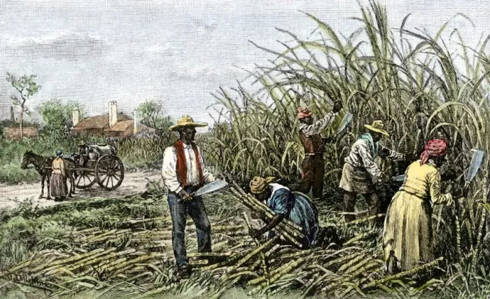 Framed Print : Black slaves harvesting sugar cane on a plantation in the US South
