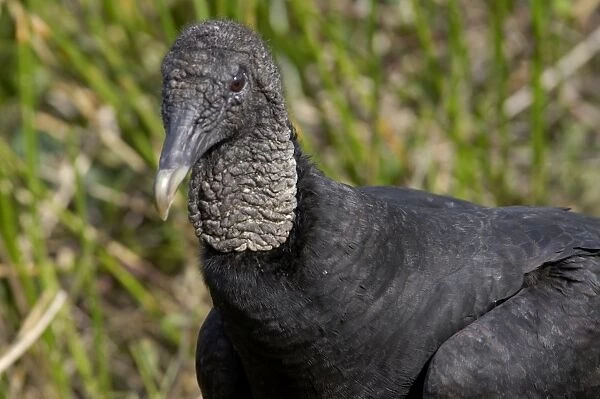 Black vulture in the Florida Everglades