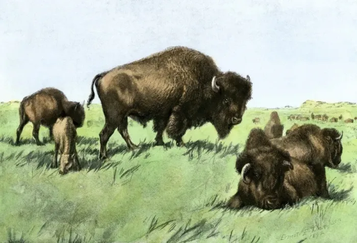 Framed Print : Buffalo herd resting at midday on the Great Plains Framed Print : Buffalo herd resting at midday on the Great Plains
