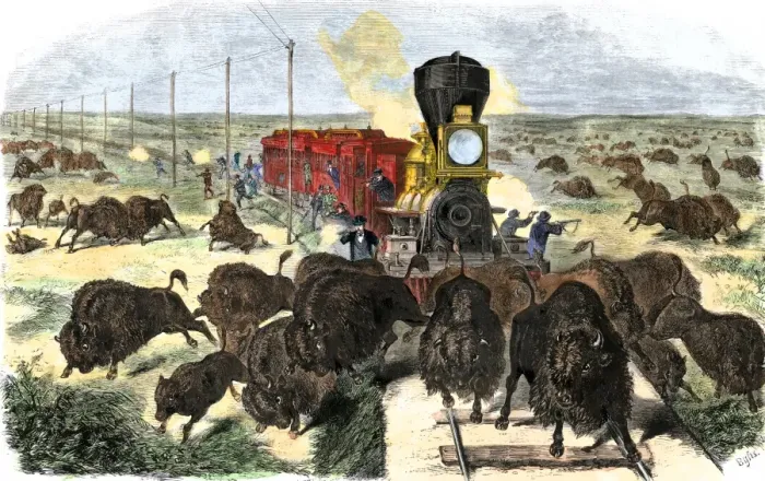 Framed Print : Buffalo killed from a train on the Great Plains Framed Print : Buffalo killed from a train on the Great Plains