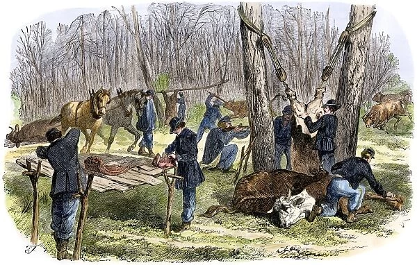 Butchering cattle to feed the Union army, Civil War