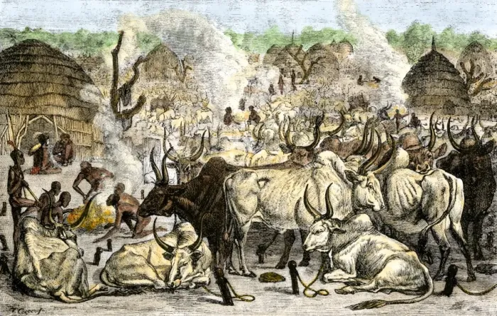 Framed Print : Cattle farm of the Dinka, a Swahili-speaking people in Africa Framed Print : Cattle farm of the Dinka, a Swahili-speaking people in Africa