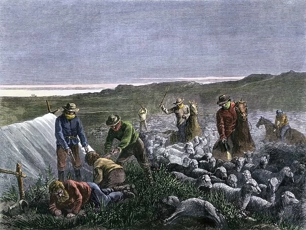 Cattlemen killing sheep in Colorado, late 1800s