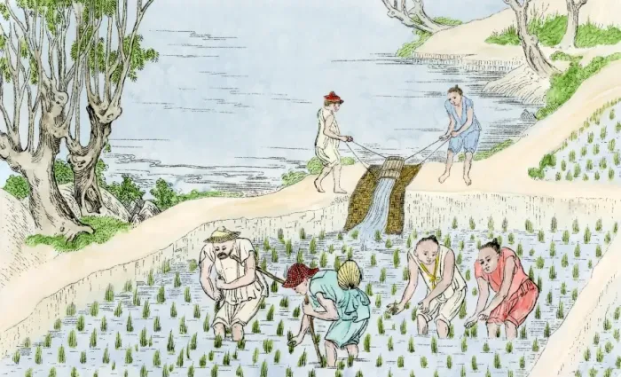 Framed Print : Chinese farmers planting rice Framed Print : Chinese farmers planting rice