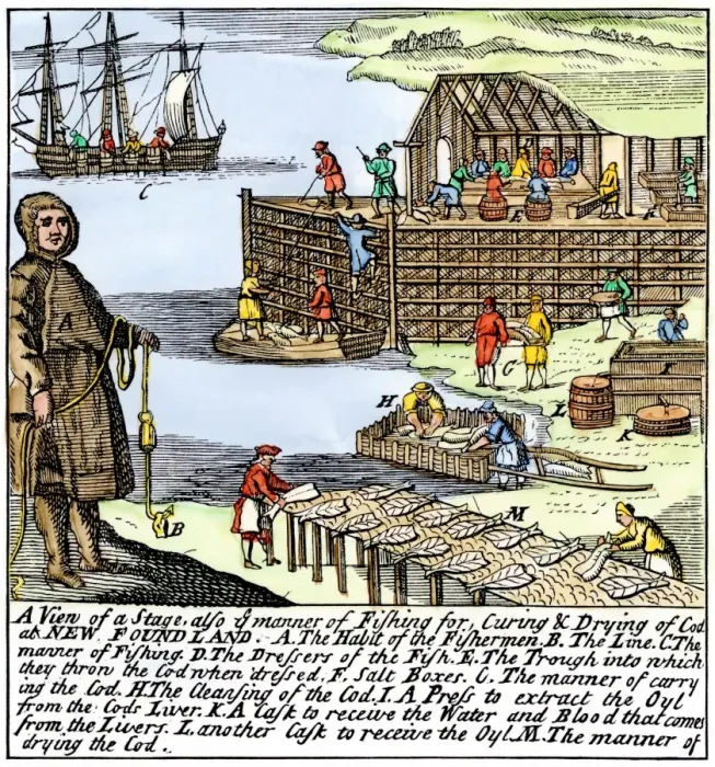 Framed Print : Cod fishermen drying and salting fish on the Newfoundland coast