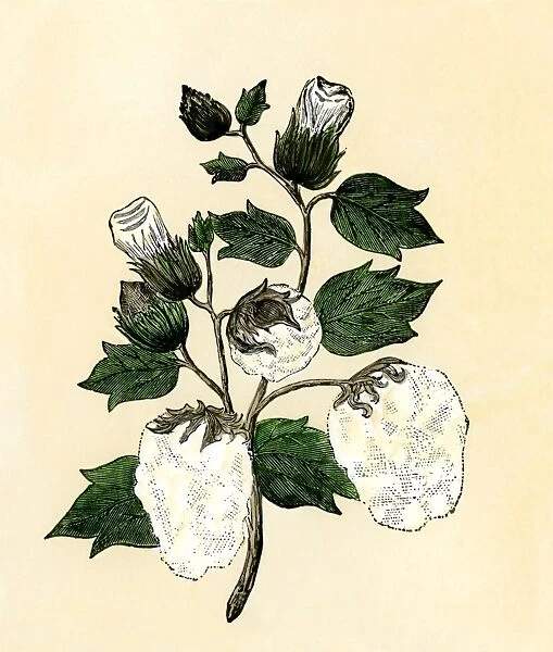 Cotton plant.. Hand-colored woodcut of a 19th-century illustration