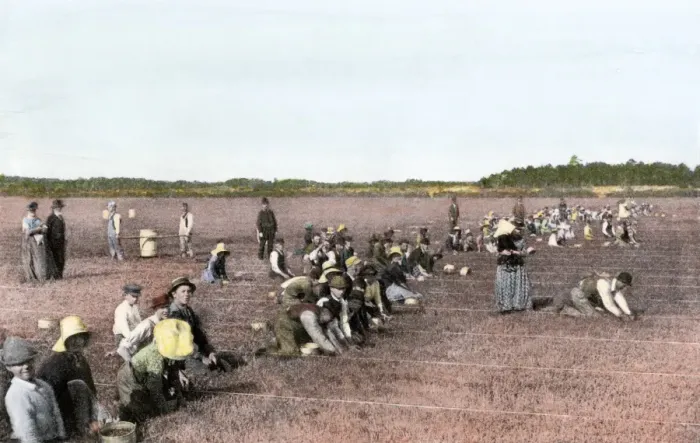 Framed Print : Cranberry bog pickers at work on Cape Cod Framed Print : Cranberry bog pickers at work on Cape Cod