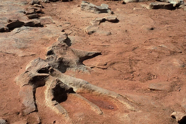 Dinosaur bones. Fossil dinosaur skeleton near Tuba City, Arizona.. Photograph