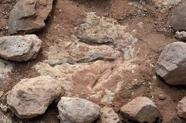 Dinosaur footprint. Fossil dinosaur footprint near Tuba City, Arizona.. Photograph