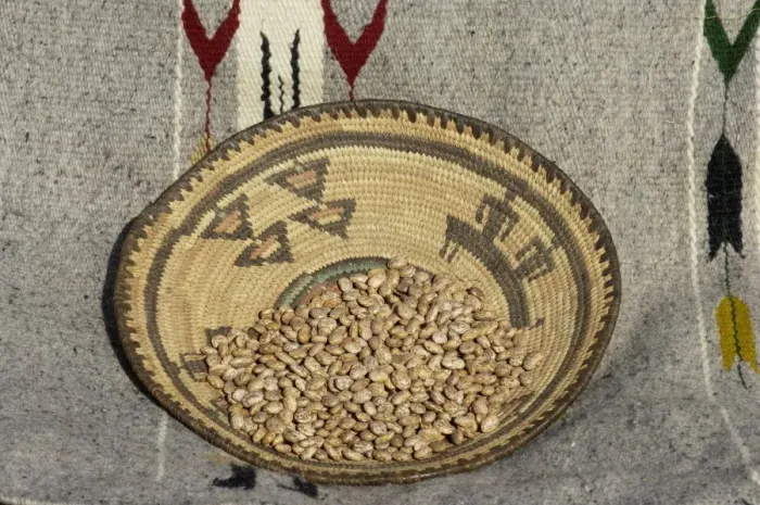 Framed Print : Dried beans in a Native American basket Framed Print : Dried beans in a Native American basket