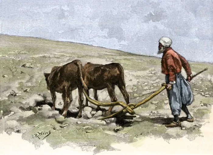 Framed Print : Druse farmer plowing with a team of oxen Framed Print : Druse farmer plowing with a team of oxen