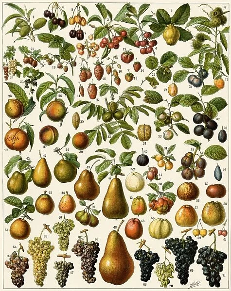 Edible fruit