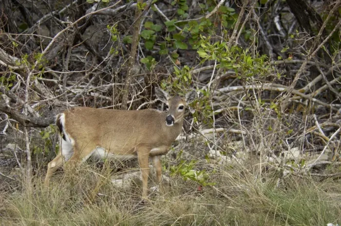 Framed Print : Endangered key deer doe, Florida Framed Print : Endangered key deer doe, Florida