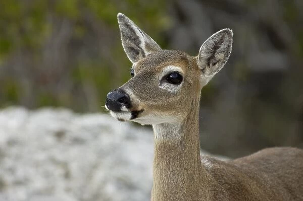 Endangered key deer, Florida