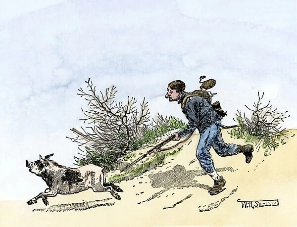 EVCW2A-00077. Hungry Union soldier chasing a pig during the Wilderness