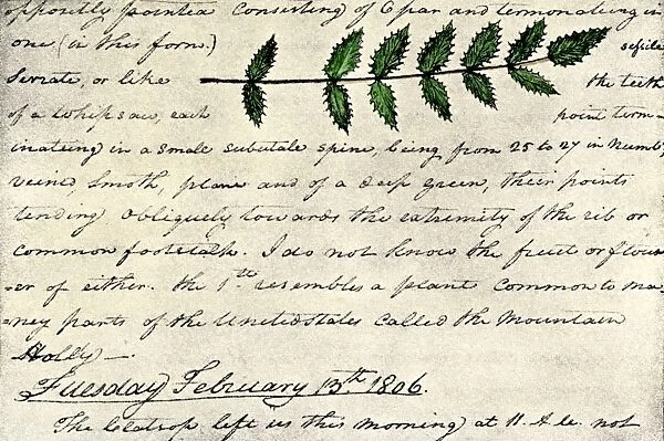 EXPL2A-00168. William Clarks sketch of an evergreen shrub leaf in the Lewis