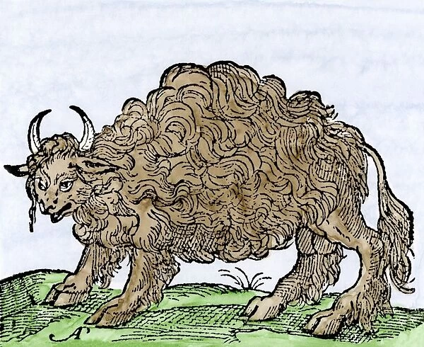 EXPL2A-00244. Possibly the earliest engraving of an American buffalo