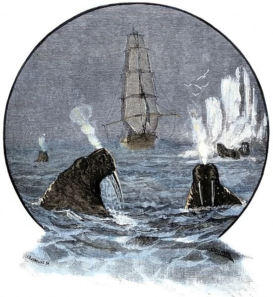 EXPL2A-00285. Walrus in Arctic waters near a tall sailing ship.