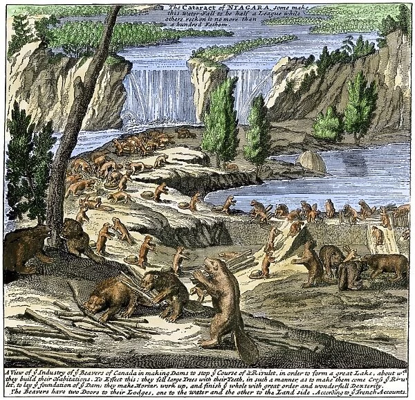 EXPL2A-00356. Beavers at work below Niagara Falls, early 1700s.