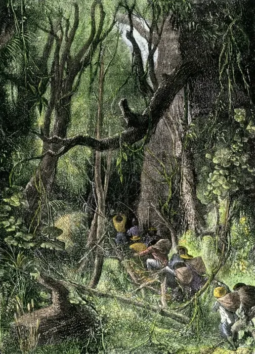 Framed Print : Exploring a tropical rain forest Framed Print : Exploring a tropical rain forest