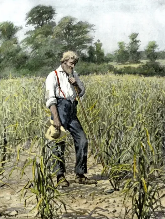 Framed Print : Farmer in his cornfield praying for rain Framed Print : Farmer in his cornfield praying for rain