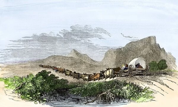 GAFR2A-00028. Cape of Good Hope wagon drawn by oxen, South Africa, 1800s.