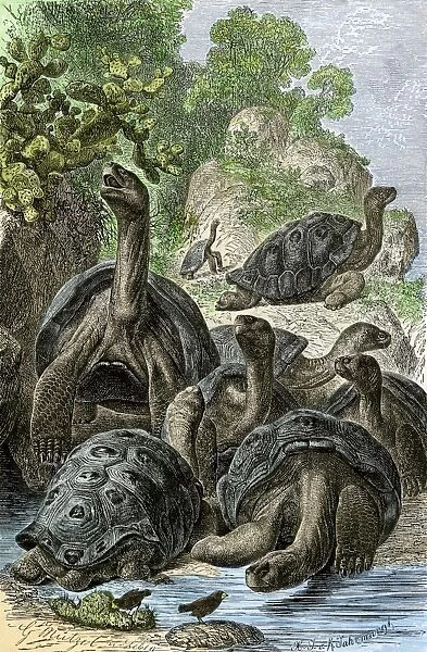 Galapagos tortoises.. Hand-colored woodcut of a 19th-century illustration
