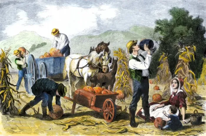 Framed Print : Gathering pumpkins, an October scene in New England Framed Print : Gathering pumpkins, an October scene in New England