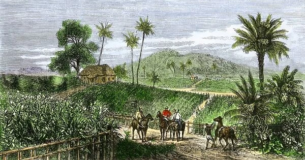 GATL2A-00015. Tobacco plantation in Cuba, 1860s.