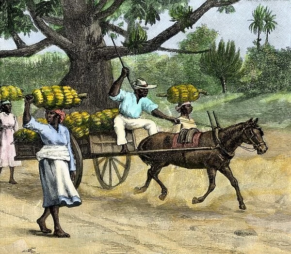 GATL2A-00026. Ripe bananas brought to the wharf, Annatto Bay, Jamaica, 1880s.