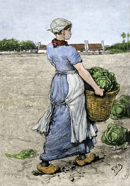 GEUR2A-00139. Young Dutch woman gathering cabbages in a basket, 1800s.