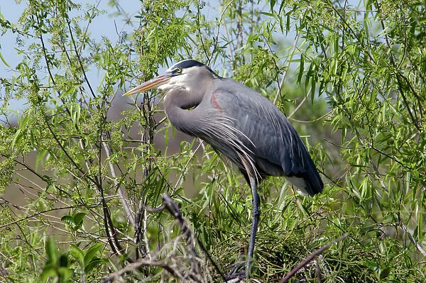 Great blue heron in the Florida Everglades