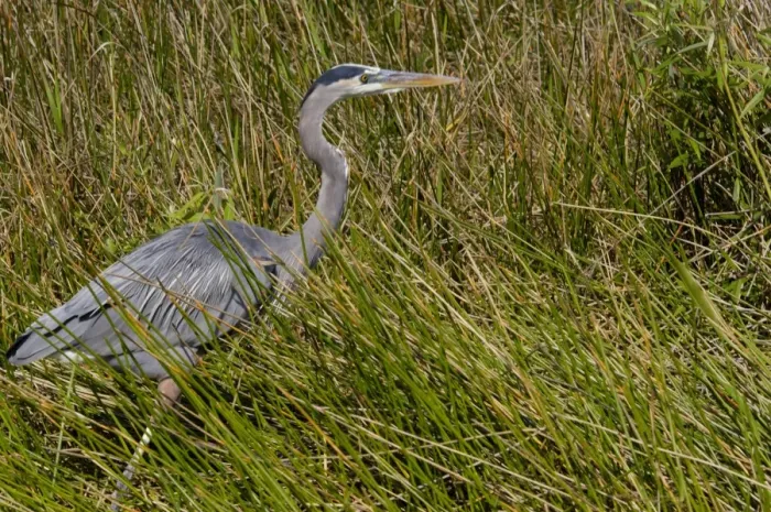 Framed Print : Great blue heron in the Florida Everglades
