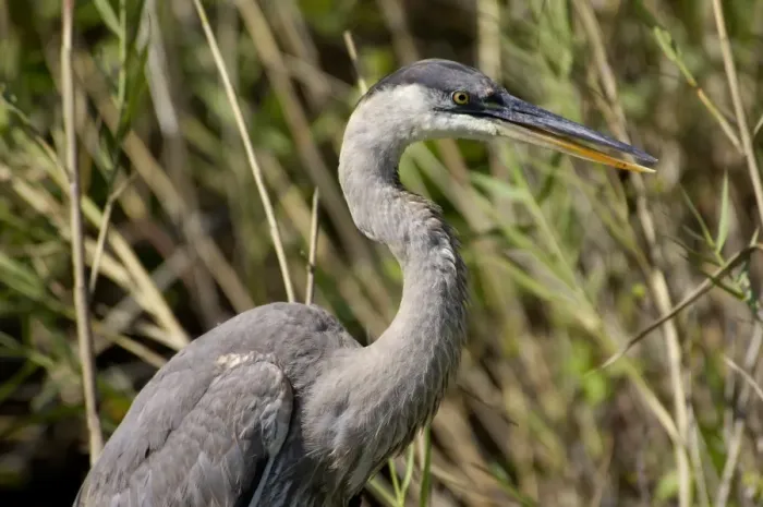 Framed Print : Great blue heron in the Florida Everglades Framed Print : Great blue heron in the Florida Everglades