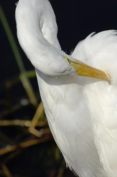 Great egret in the Florida Everglades