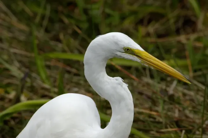 Framed Print : Great egret in the Florida Everglades Framed Print : Great egret in the Florida Everglades