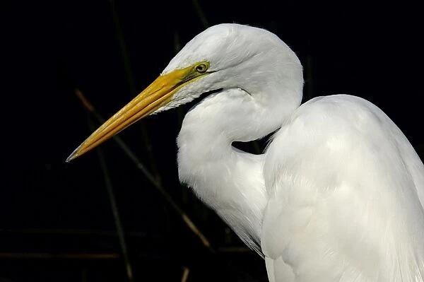 Great egret in the Florida Everglades