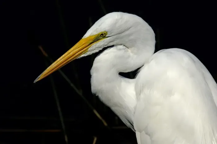 Framed Print : Great egret in the Florida Everglades Framed Print : Great egret in the Florida Everglades