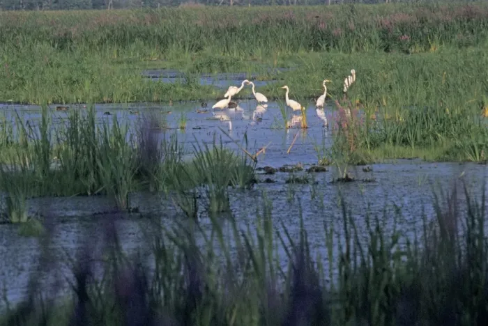 Framed Print : Great egrets in a Wisconsin wetland