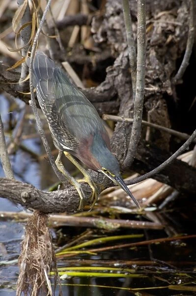 Green heron in the Florida Everglades