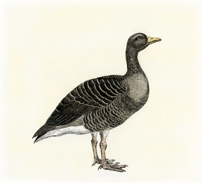 Framed Print : Greylag goose. Hand-colored woodcut of a 19th-century illustration Framed Print : Greylag goose. Hand-colored woodcut of a 19th-century illustration