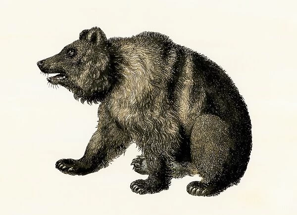 Grizzly bear of North America.. Hand-colored woodcut of a 19th-century illustration
