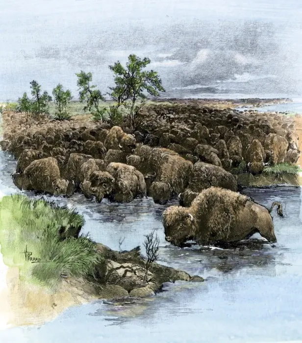 Framed Print : Herd of buffalo drinking from the Platte River on the Great Plains Framed Print : Herd of buffalo drinking from the Platte River on the Great Plains